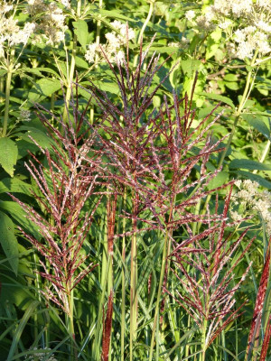 2017-08-27 Miscanthus 'Dreadlocks'.jpg
