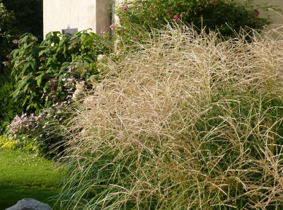2017-08-27 Miscanthus 'Federweißer'.jpg
