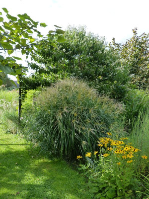 2017-08-27 Miscanthus 'Hermann Müssel'.jpg