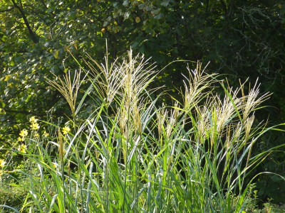 2017-08-27 Miscanthus 'München'.jpg