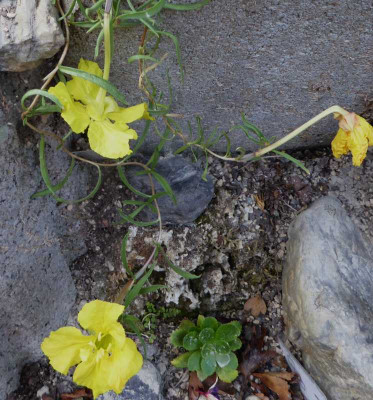 Calylophus lavandulifolius ...    28.8.17 006.jpg