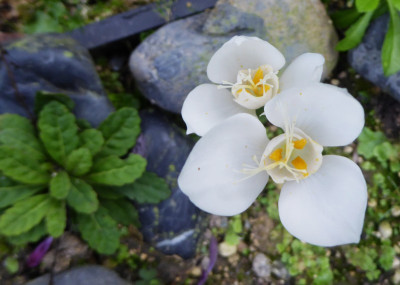 Crocus banaticus 'First Snow' ...  28.8.17 002.jpg
