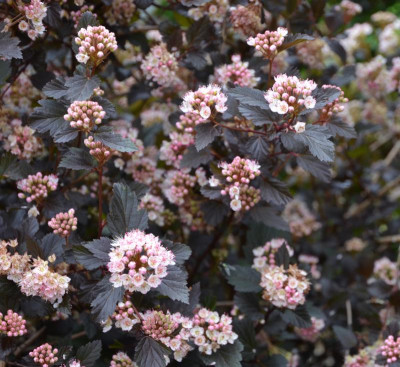 Physocarpus_opulifolius-SummerWine.16-1.jpg
