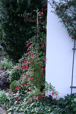 Fuchsie winterhart2211.jpg