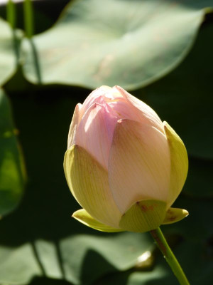 2017-08-29 Nelumbo 'Green Maiden' 1.jpg