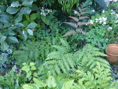 2017-08-29 Woodwardia unigemmata.jpg
