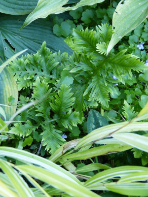 2017-08-29 Polypodium australe 'Richard Kayse'.jpg