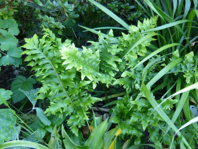 2017-08-29 Polypodium australe 'Barrowii'.jpg