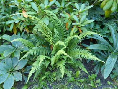 2017-08-29 Thelypteris decursive-pinnata.jpg