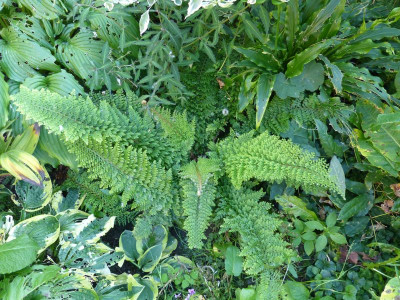2017-08-29 Polystichum setiferum 'Weihenstephan'.jpg