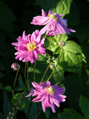 2017-08-29 Anemone japonica 'Bressingham Glow'.jpg