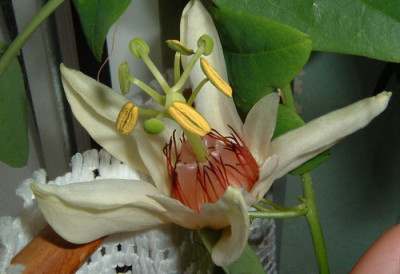 passiflora_aurantia_130704_cut_700.jpg