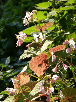 2017-08-29 Begonia grandis var, evansiana 1.jpg