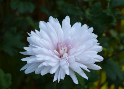 2017-08-29 Chrysanthemum 'Tina'.jpg
