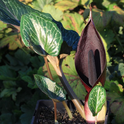 GidW - Arum pictum.jpg