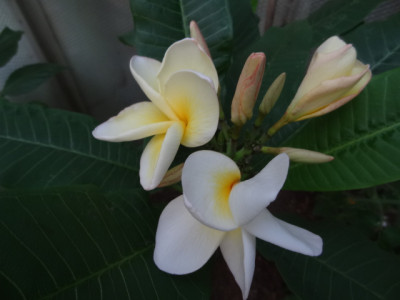 plumeria 1.JPG