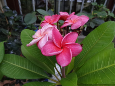 plumeria rubra.JPG