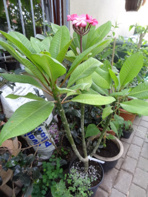 plumeria rubra super round.JPG