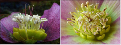 Beispiel_Helleborus.jpg