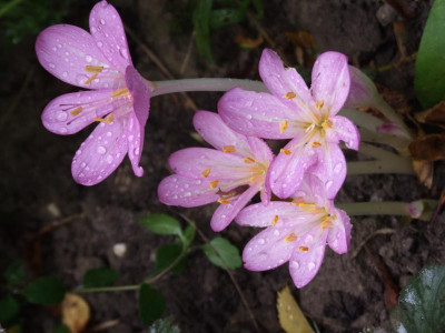 DSCF4368.JPG