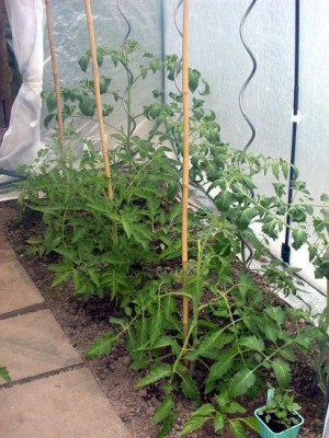 Tomatenhaus_rechts0011.jpg