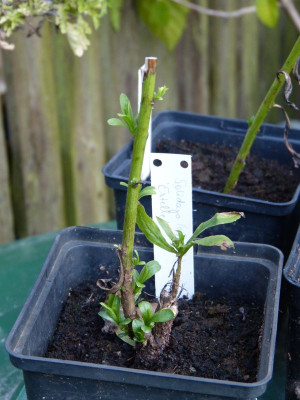 2017-08-29 Solidago 'Estelle'.jpg