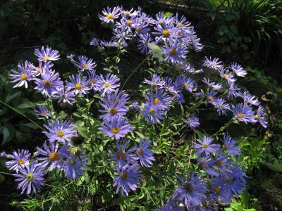 IMG_1449_Aster_amellus_Aug2017_.jpg