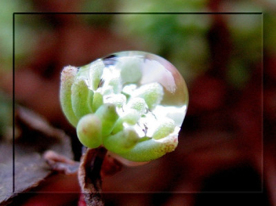 new_Sedum.jpg