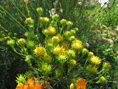 IMG_1425_Aster_linosyris_Aug2017_.jpg