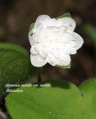 H._nobilis_weigefullt.JPG