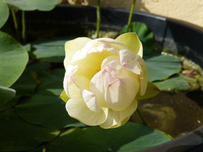 2017-08-30 Nelumbo 'Green Maiden' 1.jpg