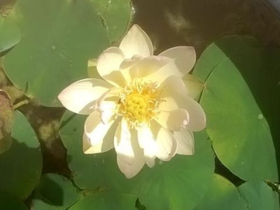 2017-08-30 Nelumbo 'Green Maiden' 2.jpg