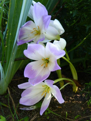 2017-08-29 Colchicum 'Lilac Wonder'.jpg