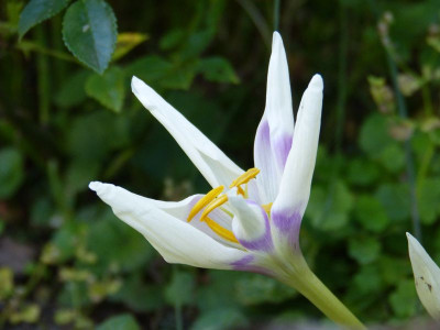 2017-08-29 Colchicum 'Harlekijn'.jpg