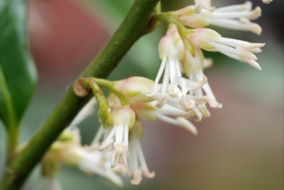 Sarcococca-confusa-Jan3007.jpg