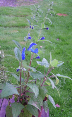 Salvia patens Blue Ensign.jpg