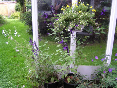 Terrasse20170831 002.JPG