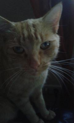IMG-20170831-WA0007.jpeg