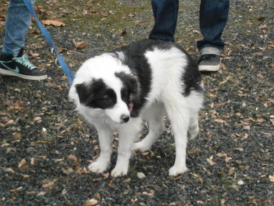 Hunde aus Rumänien 016.JPG