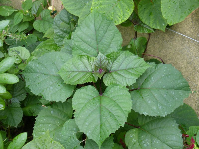 2017-08-31 Clerodendron bungei.jpg