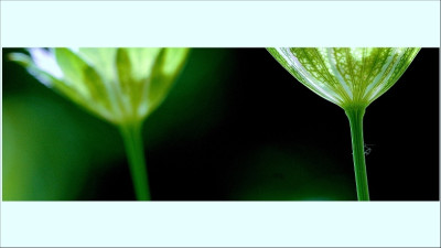 Astrantia_4_18-06-2006.jpg