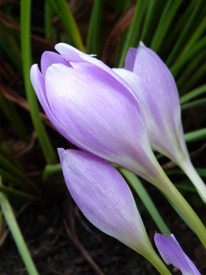 2017-08-31 Colchicum.jpg