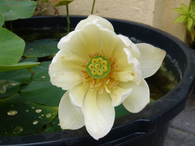 2017-08-31 Nelumbo 'Green Maiden' 1.jpg