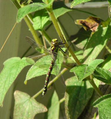 Libelle.jpg
