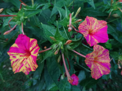 mirabilis 003.JPG