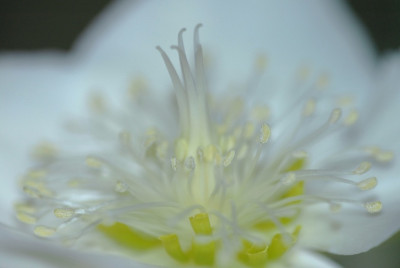 Helleborus_10_04-02-2006.jpg