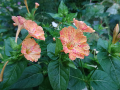 orange bunt.JPG