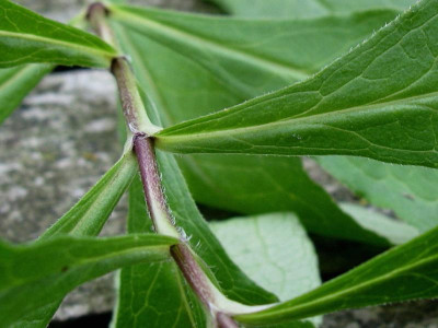 P amplifolia Pöppel Ausschnitt.JPG