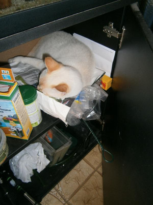 Pablo im Aquariumschrank 002.JPG