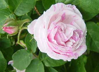 Centifolia_variegata_Kopie.jpg